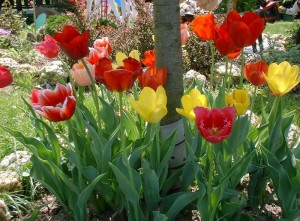 spring_tulips-1183