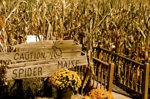 The entrance to the corn maze at Spider Hall Farm.